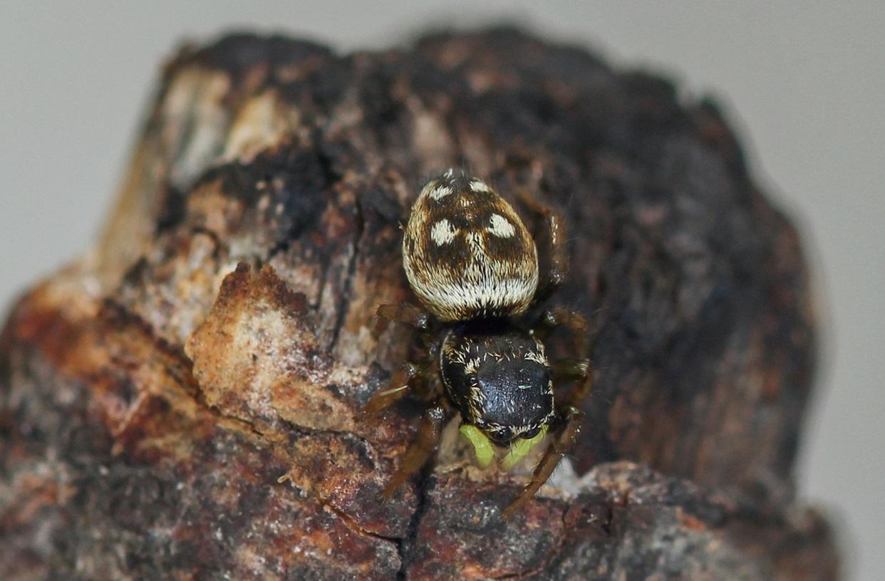 Quale Heliophanus ? Heliophanus apiatus - Manfredonia Gargano (FG)