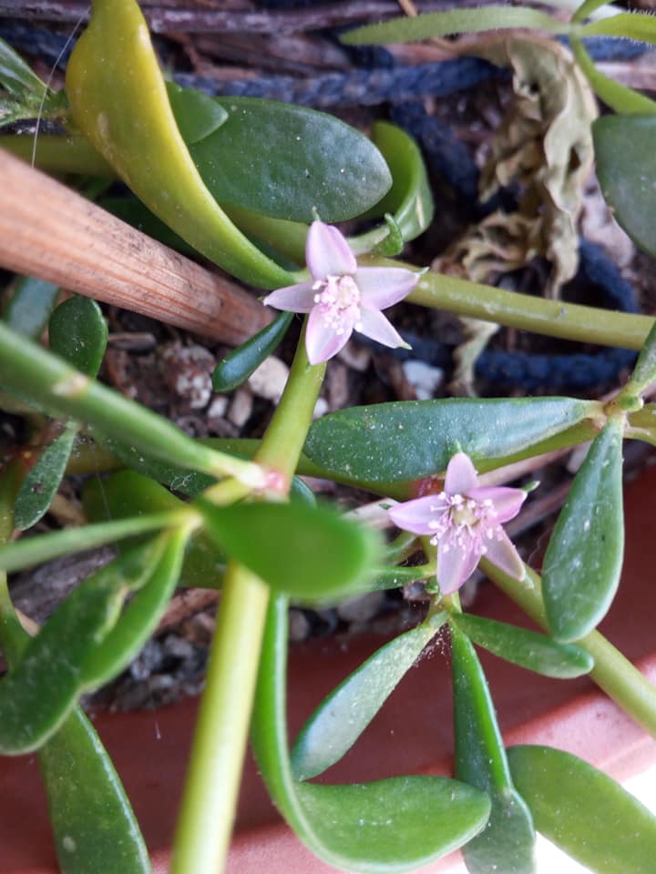 Sesuvium portulacastrum  ( Aizoaceae)