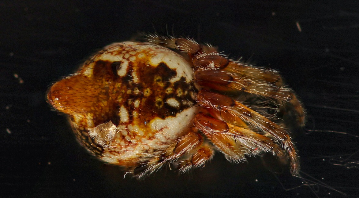 Cyclosa conica? S !   - Gargano (FG)
