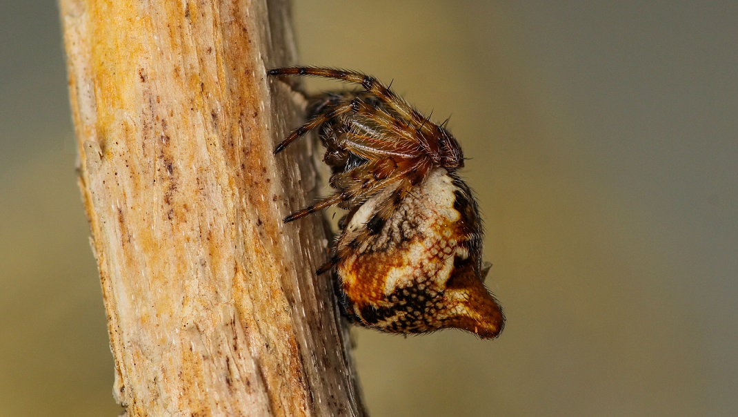 Cyclosa conica? S !   - Gargano (FG)