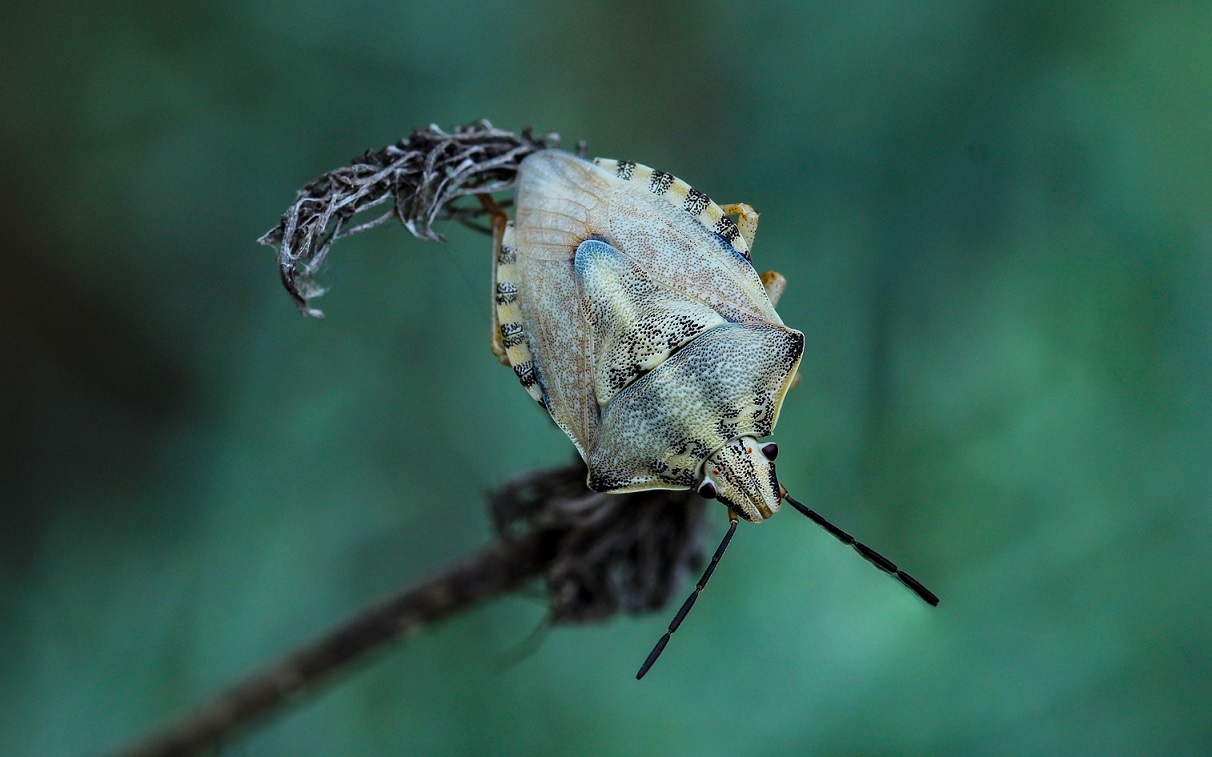 Pentatomidae: Carpocoris pudicus