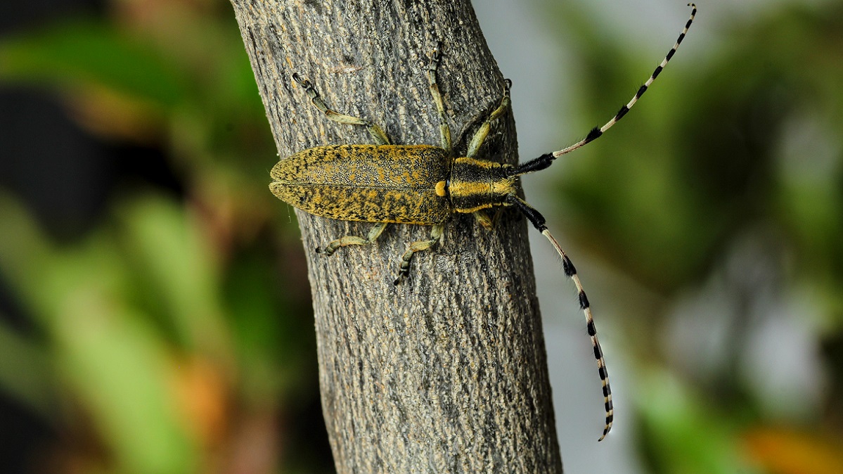 Cerambycidae: Agapanthia sicula malmerendi, femmina