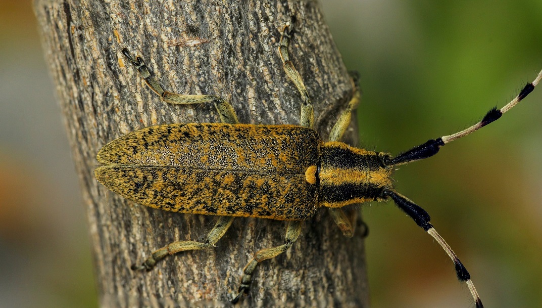 Cerambycidae: Agapanthia sicula malmerendi, femmina