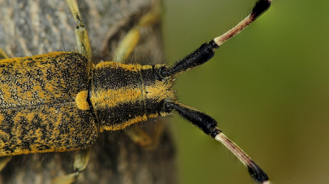 Cerambycidae: Agapanthia sicula malmerendi, femmina