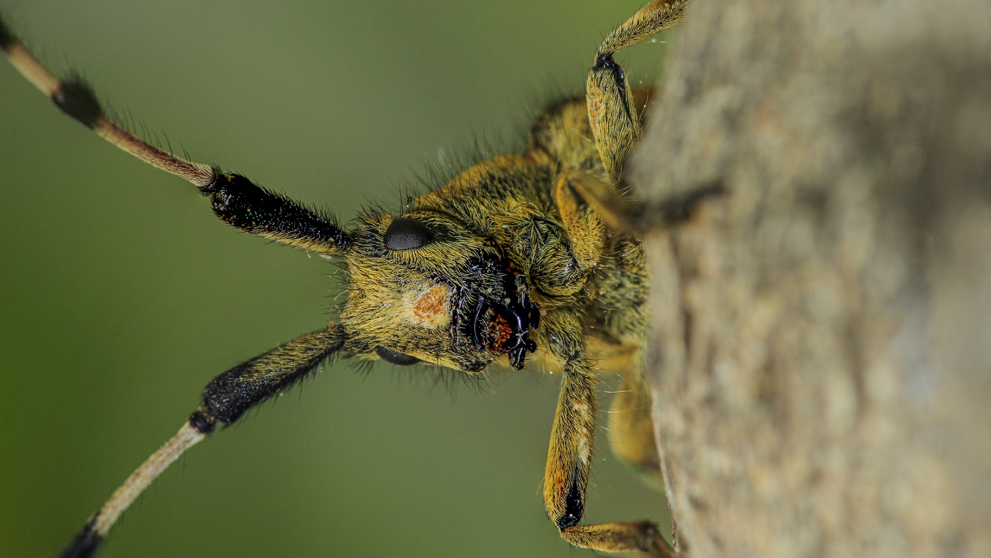 Cerambycidae: Agapanthia sicula malmerendi, femmina