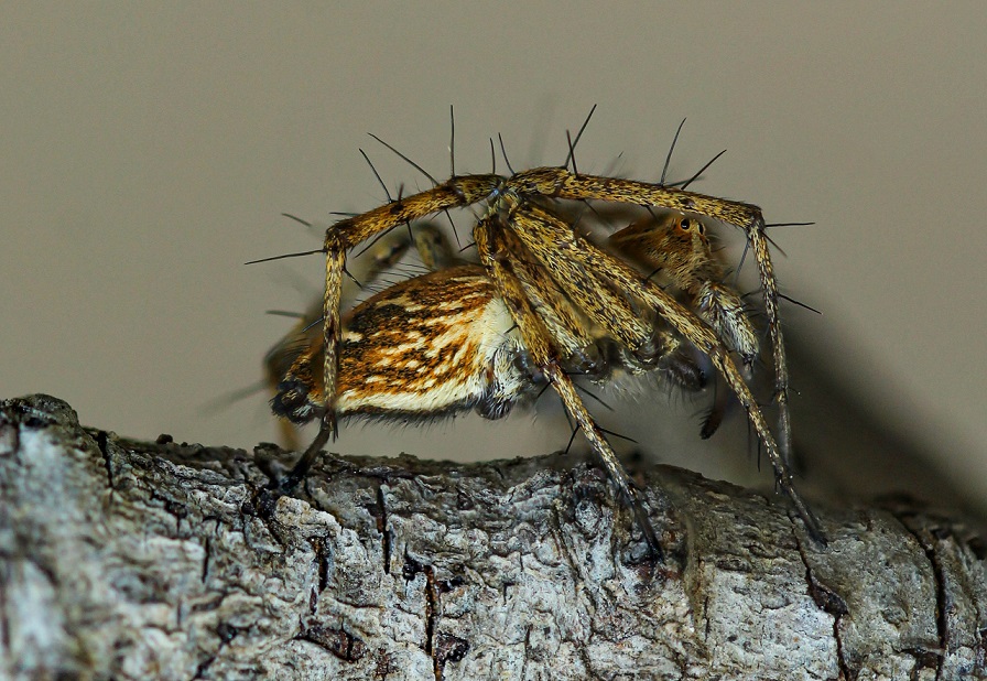 Quale Oxyopes? Oxyopes heterophthalmus