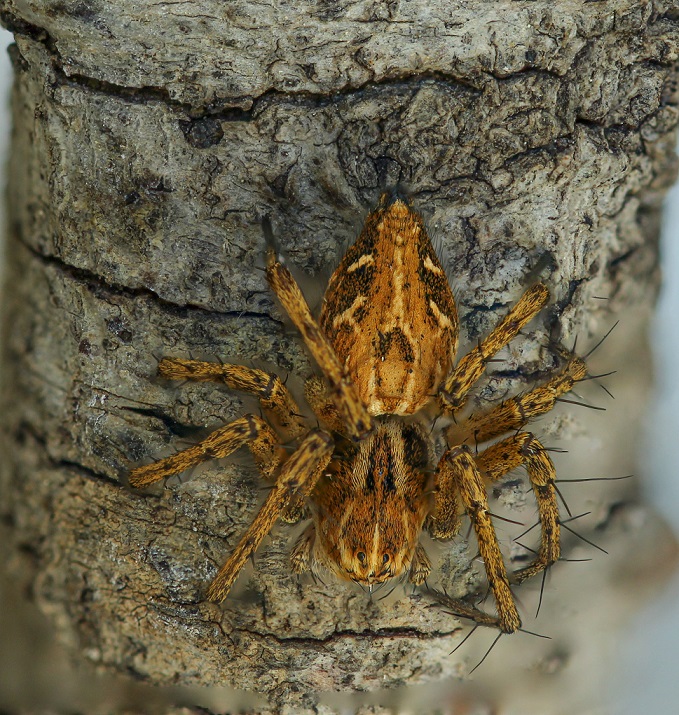 Quale Oxyopes? Oxyopes heterophthalmus