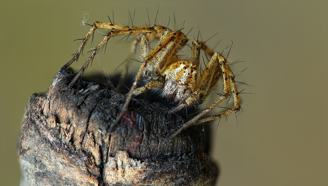 Quale Oxyopes? Oxyopes heterophthalmus