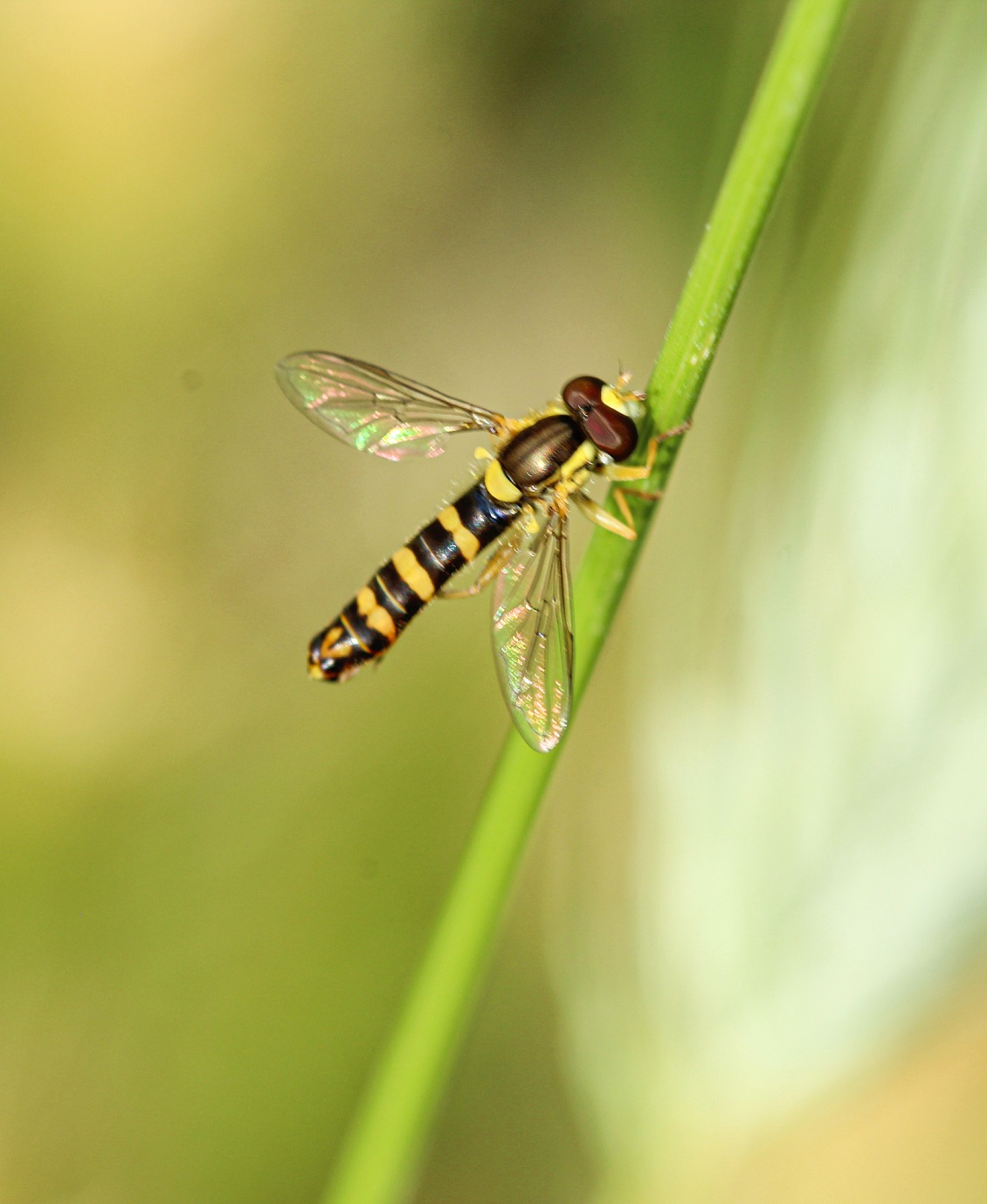 Syrphidae: Sphaerophoria scripta, maschio