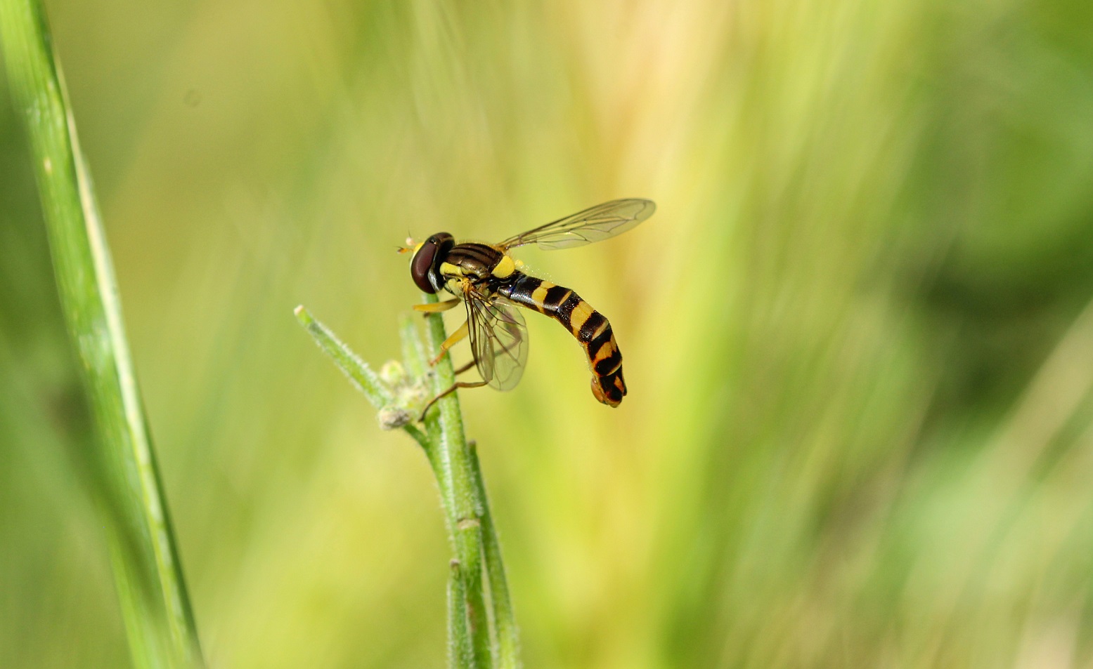 Syrphidae: Sphaerophoria scripta, maschio