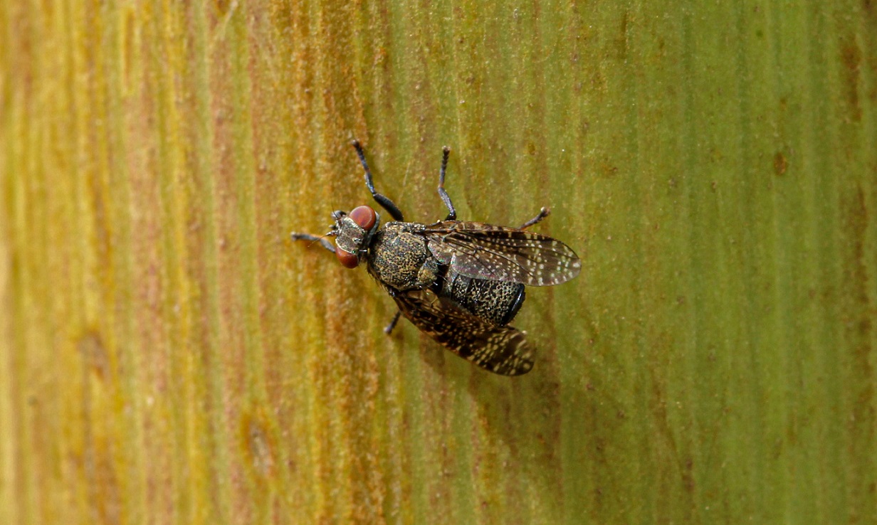 Platystomatidae: Platystoma lugubre