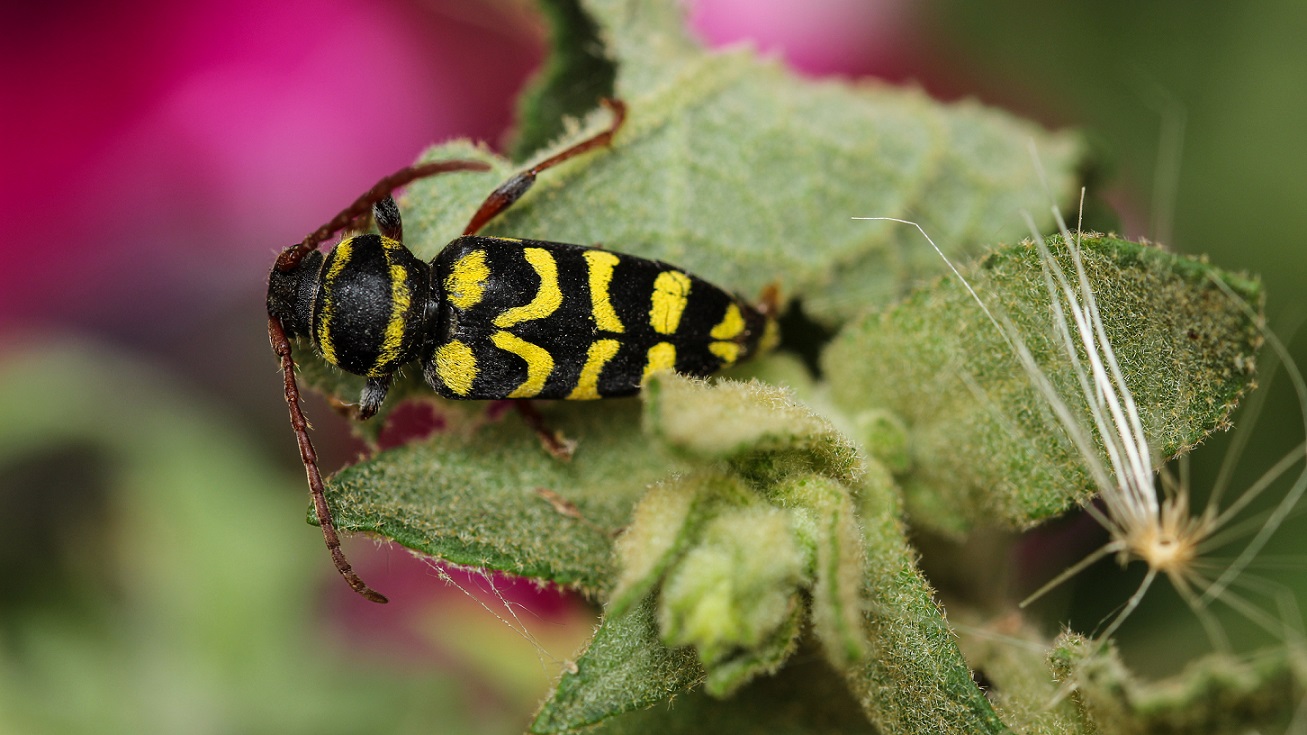 Cerambycidae: Plagionotus scalaris da conf.