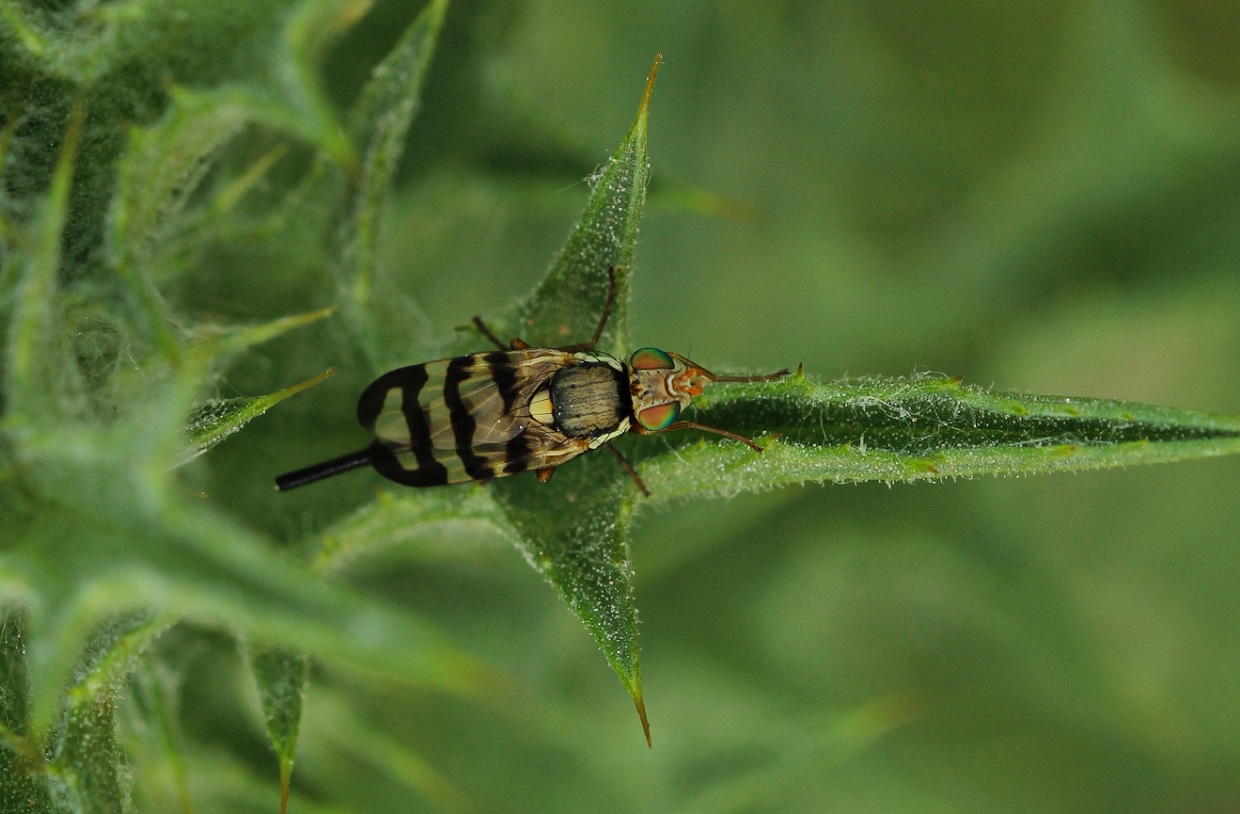 Tephritidae: Urophora terebrans, femmina