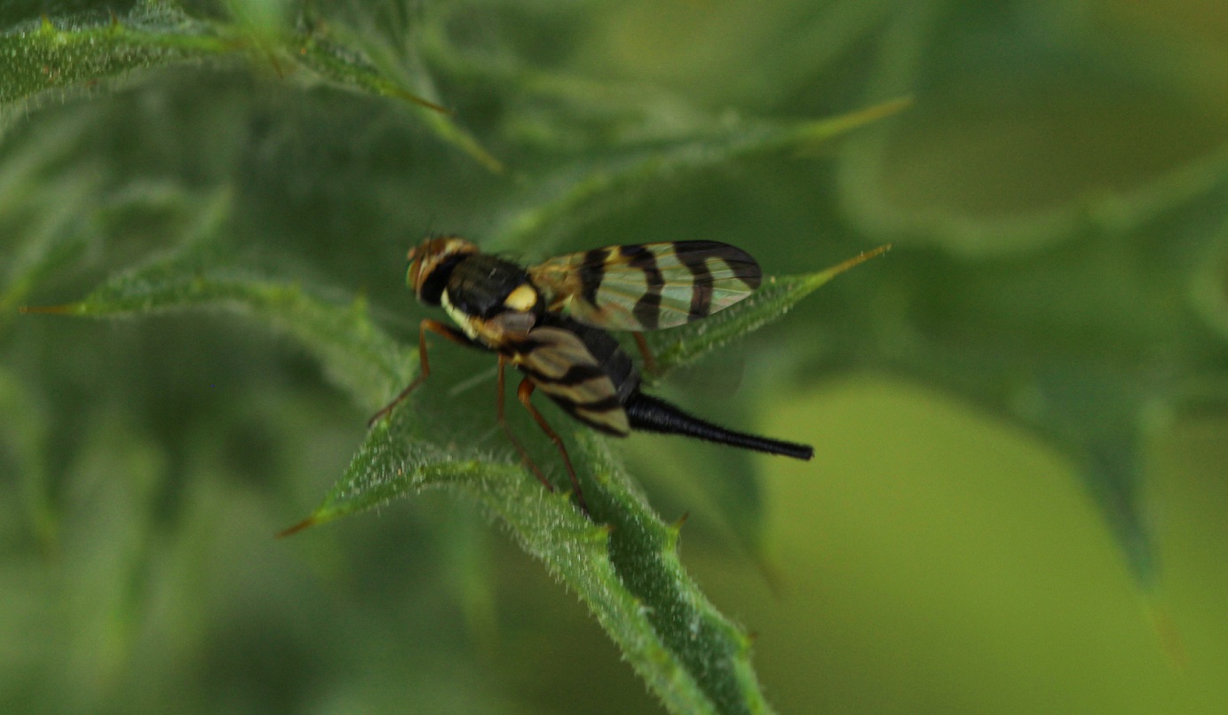 Tephritidae: Urophora terebrans, femmina