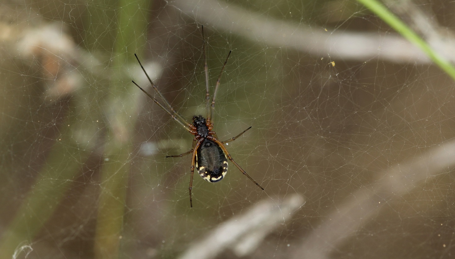 Frontinellina frutetorum, femmina - Gargano (FG)