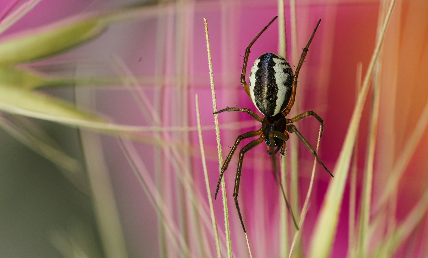 Frontinellina frutetorum, femmina - Gargano (FG)