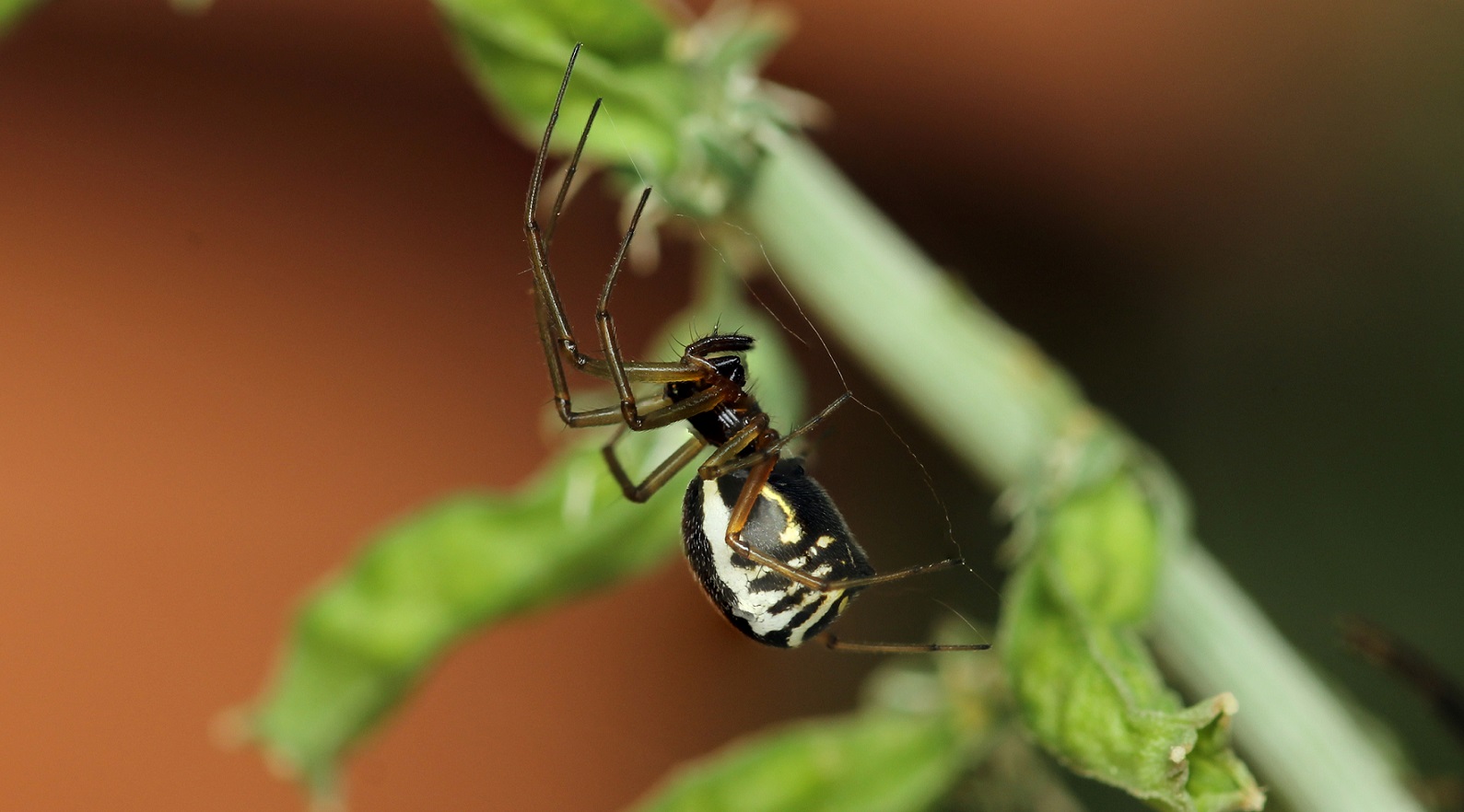 Frontinellina frutetorum, femmina - Gargano (FG)