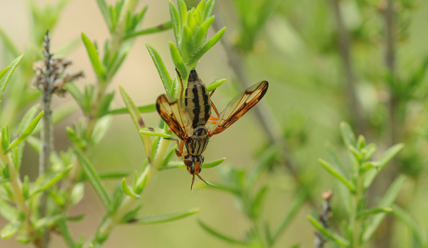 Ulidiidae: Dorycera graminum