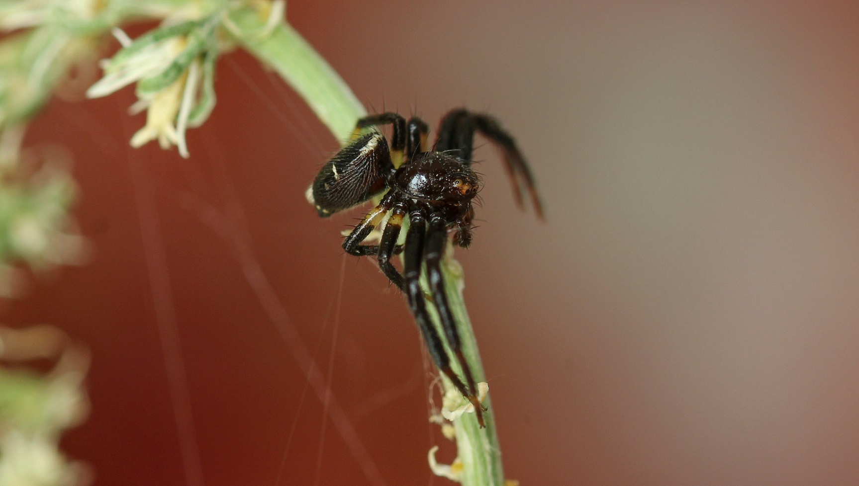 Sinema globosum, maschio
