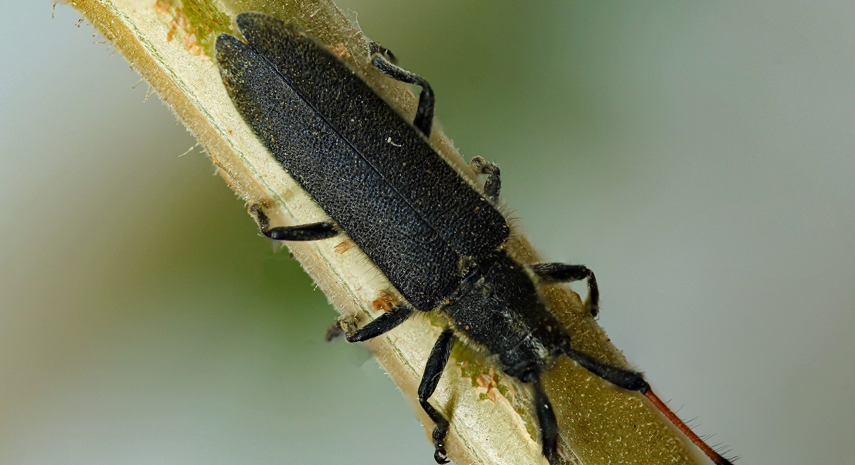 Cerambycidae: Agapanthia sp.