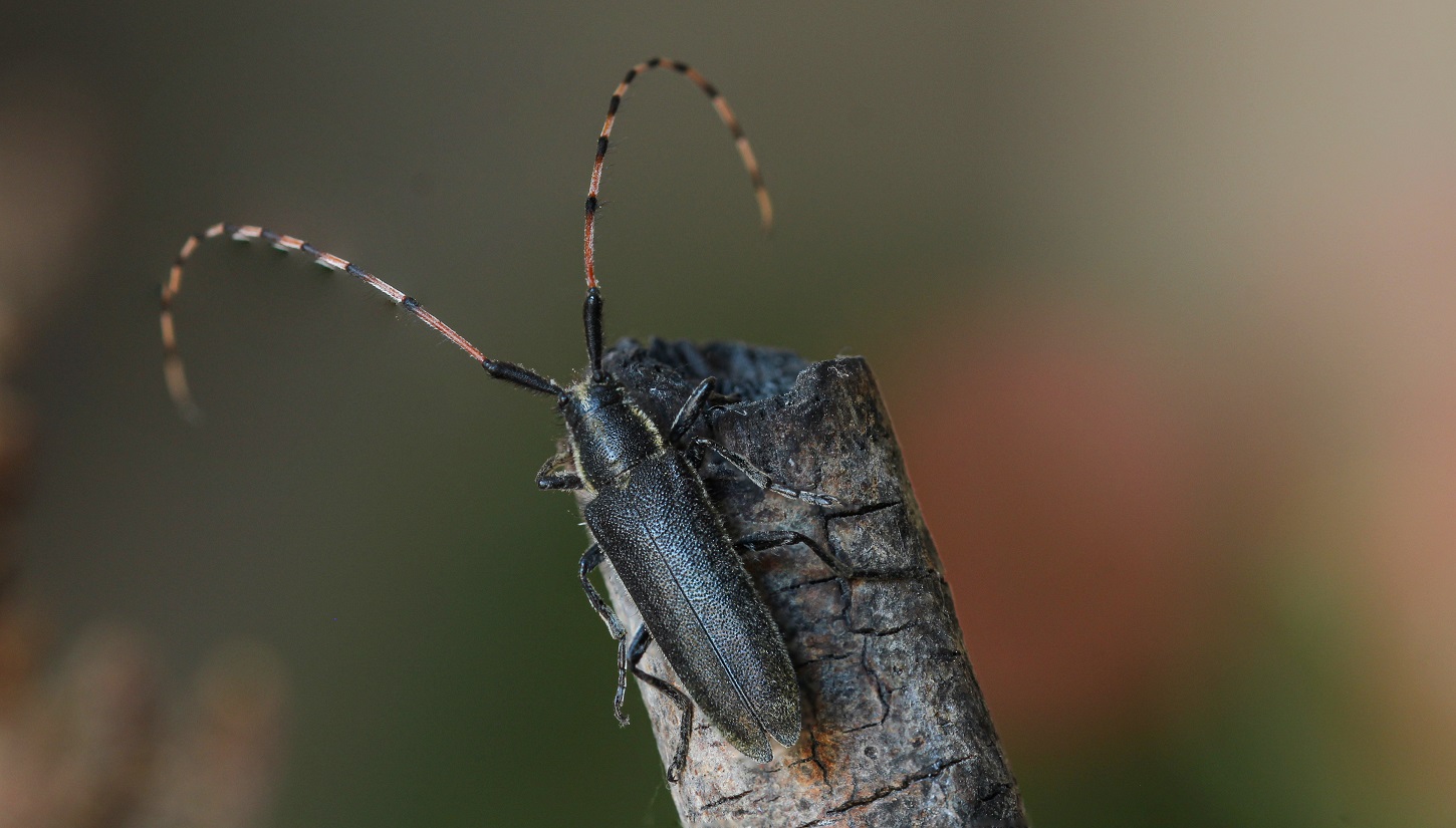 Cerambycidae: Agapanthia sp.