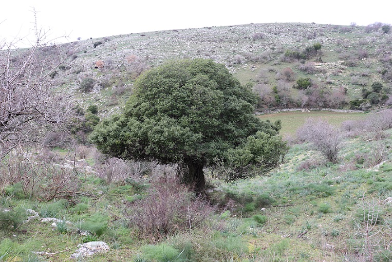 Phillyrea latifolia (Oleaceae)