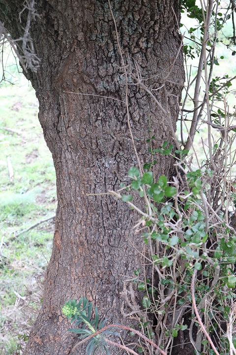 Phillyrea latifolia (Oleaceae)