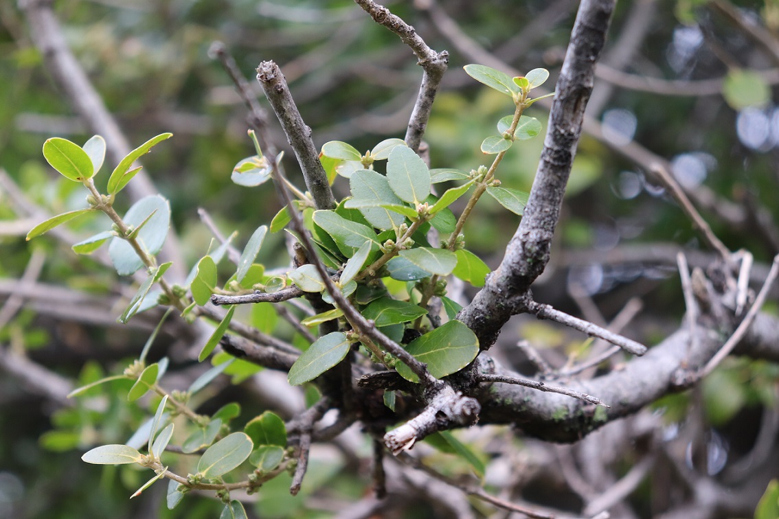 Phillyrea latifolia (Oleaceae)