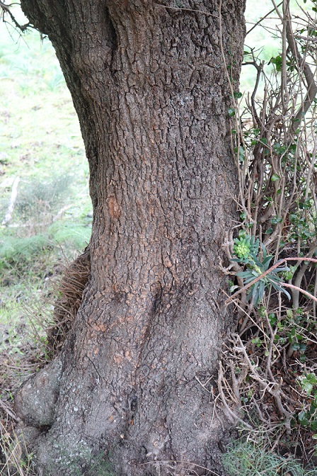 Phillyrea latifolia (Oleaceae)