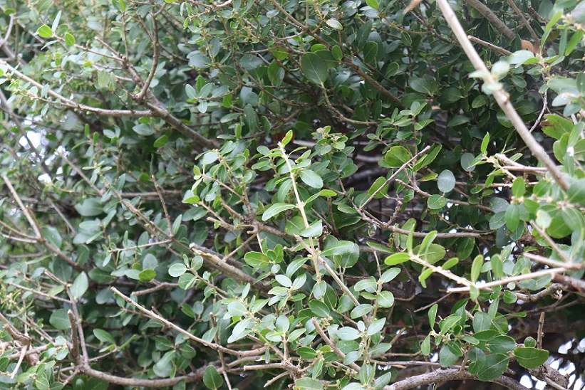Phillyrea latifolia (Oleaceae)
