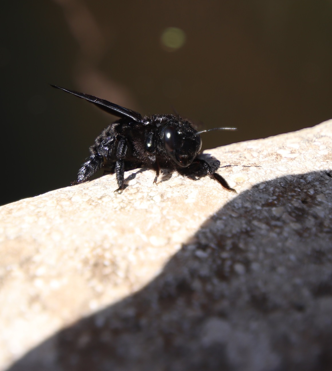 Apidae: Xilocopa sp.