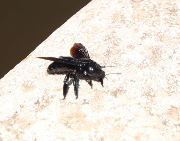Apidae: Xilocopa sp.
