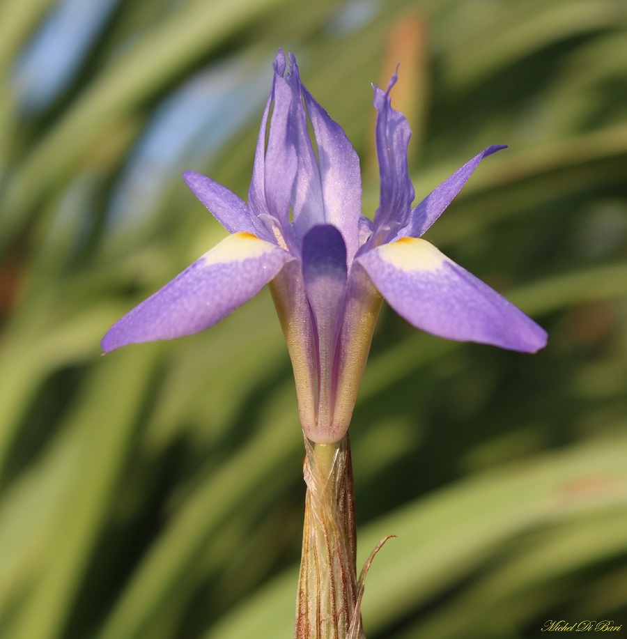 Moraea sisyrinchium / Giaggiolo dei poveretti