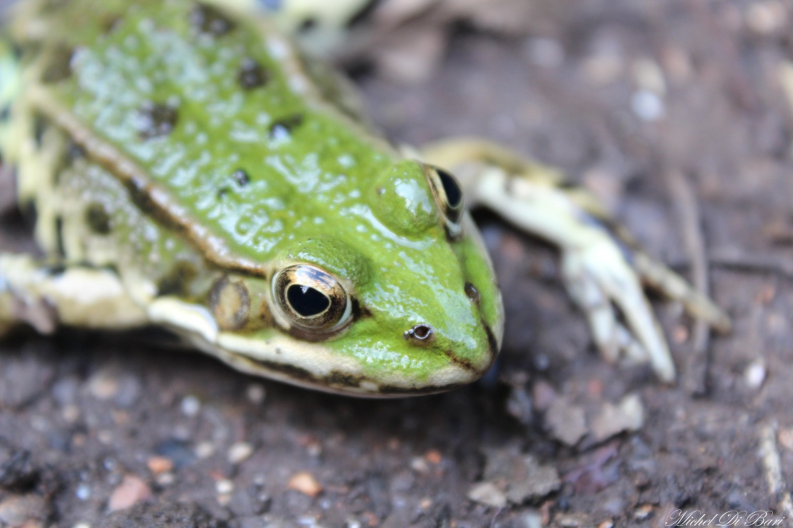 Quale rana? Pelophylax sp. (Gargano)