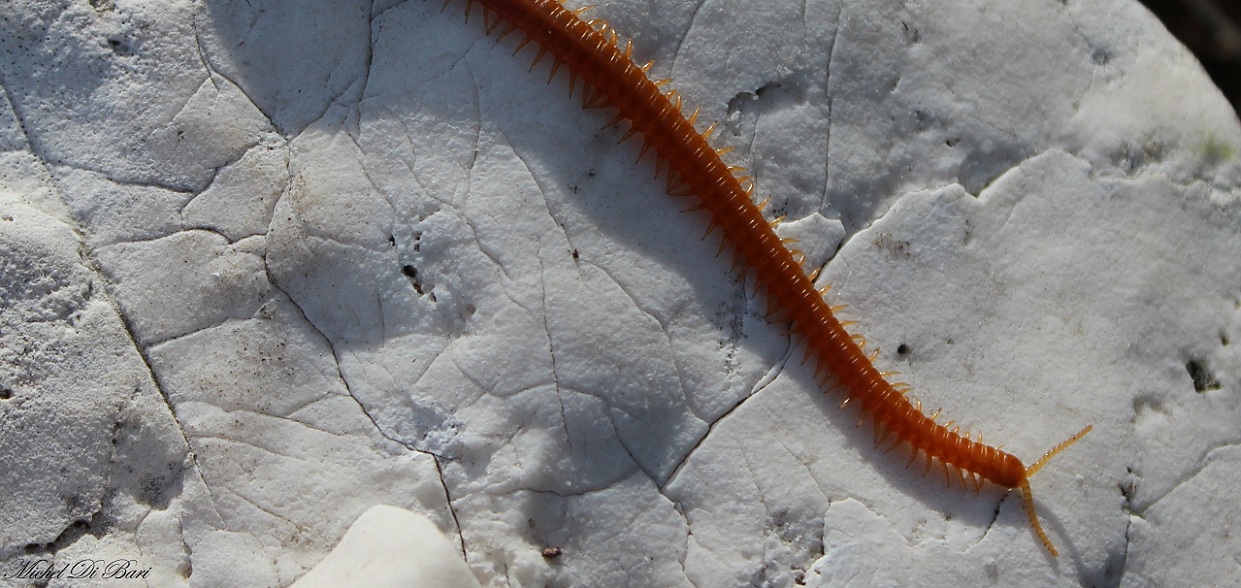 Scolopendra? No. Probabile Himantarium gabrielis