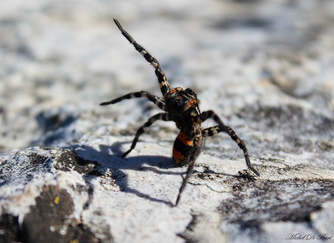 Lycosa tarantula - San Giovanni Rotondo (FG)