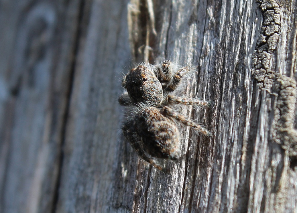 Philaeus chrysops un giovane - Gargano