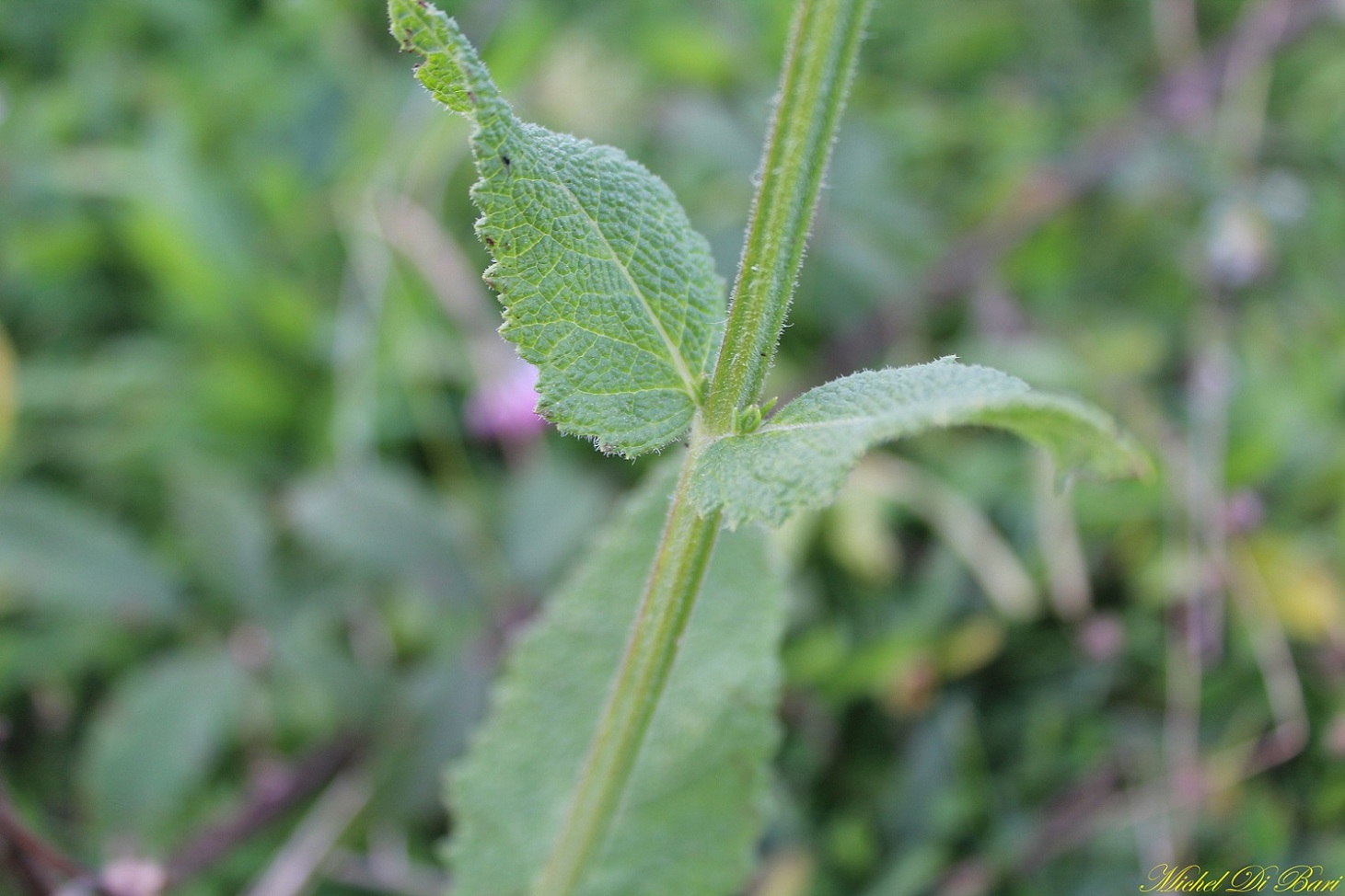 Salvia haematodes