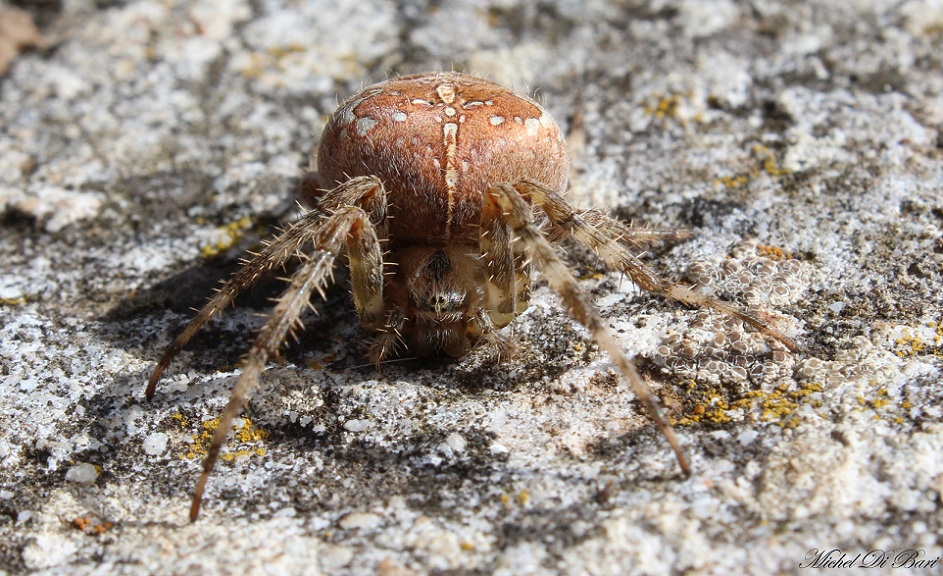 Araneus diadematus - Monte Sacro, Gargano (FG)