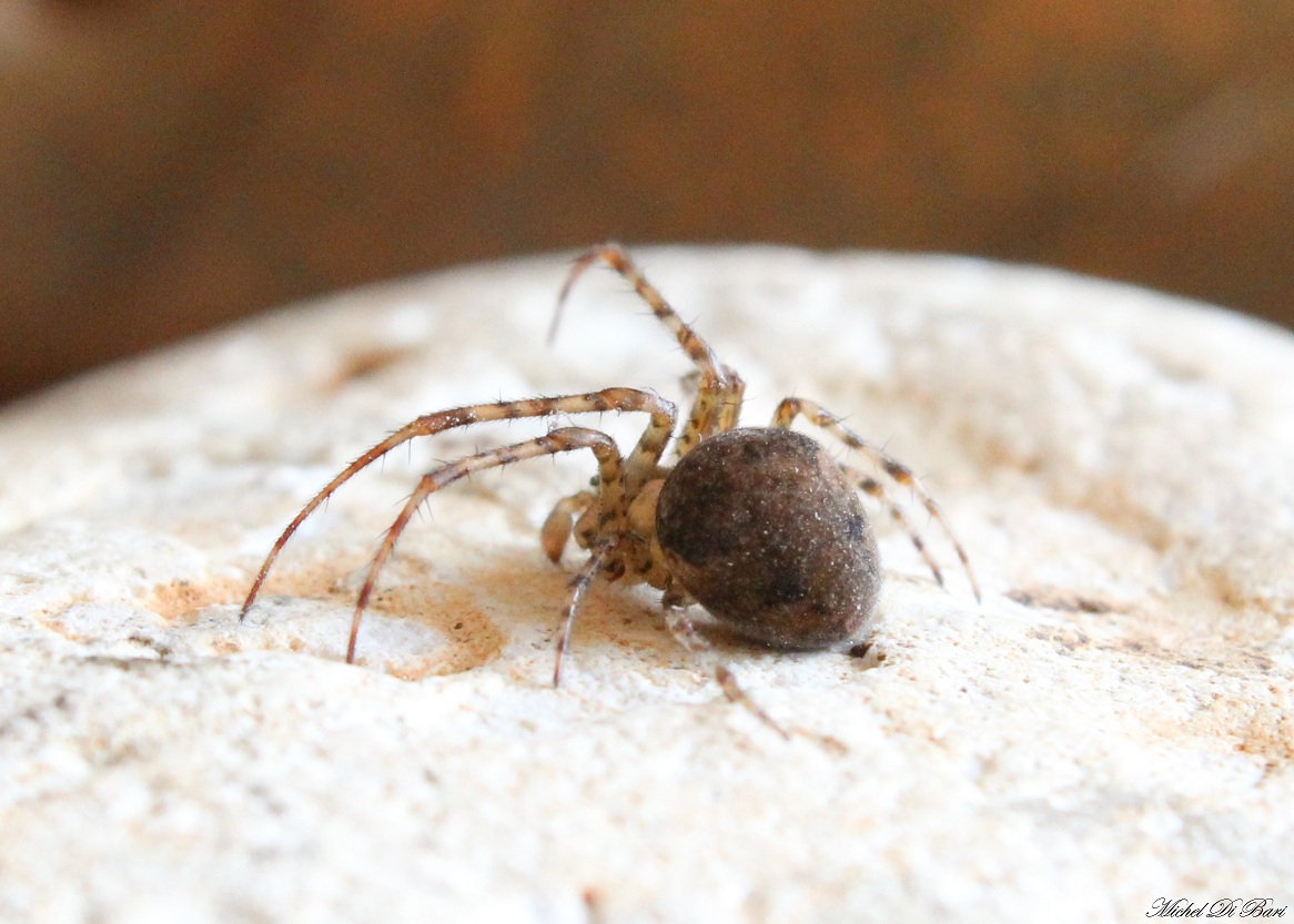 Metellina merianae - Gargano