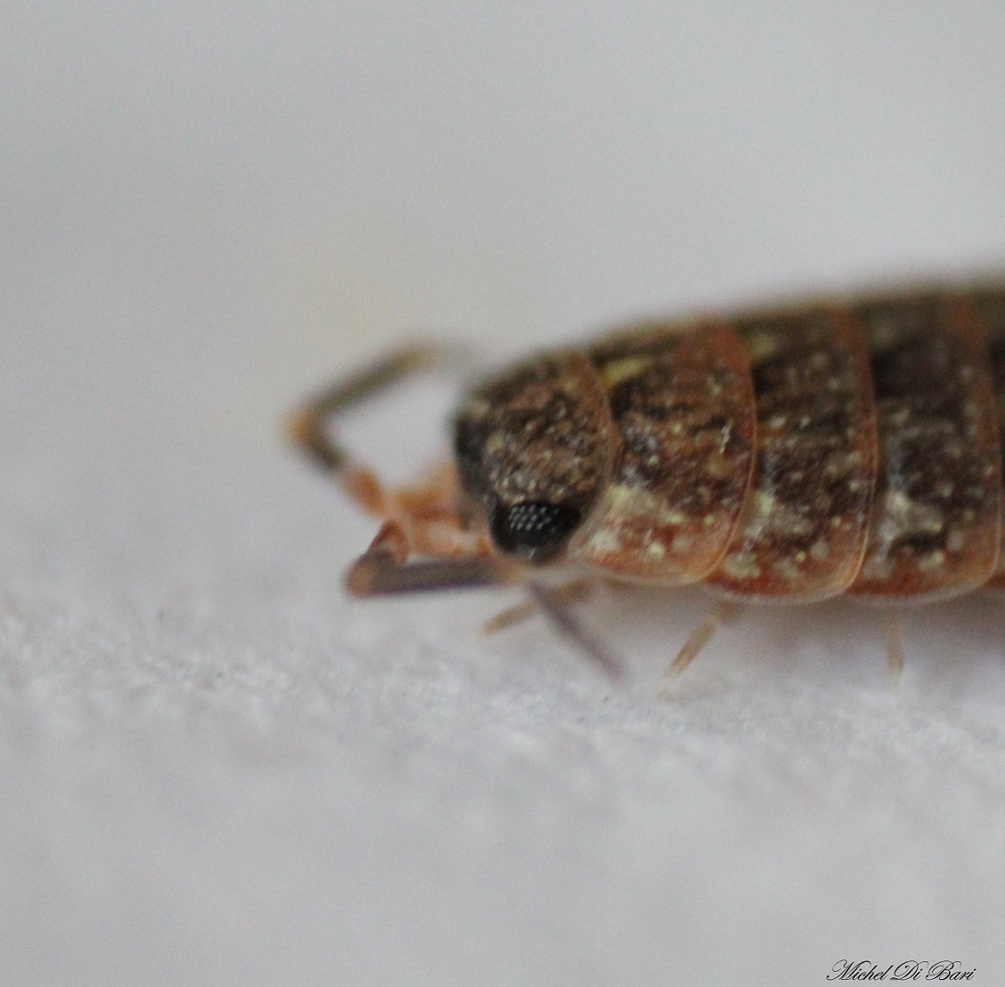 Piccolo isopode da ID