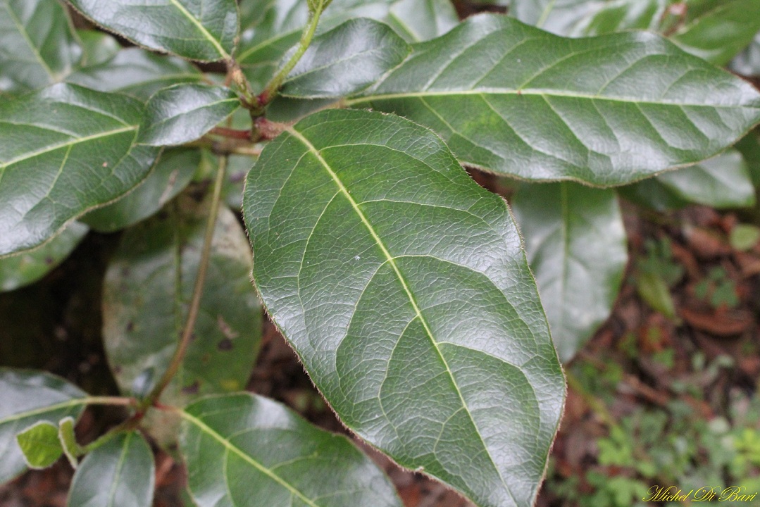 Viburnum tinus