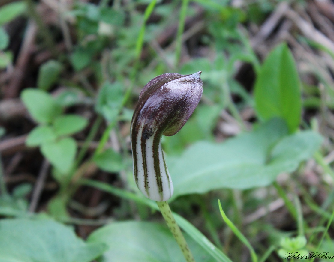 Arisarum vulgare