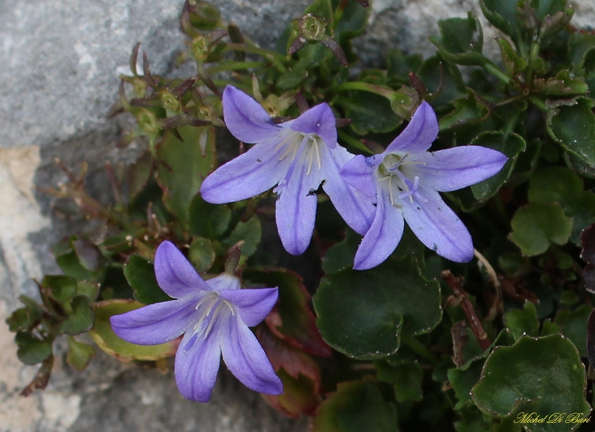 Campanula garganica / Campanula del Gargano