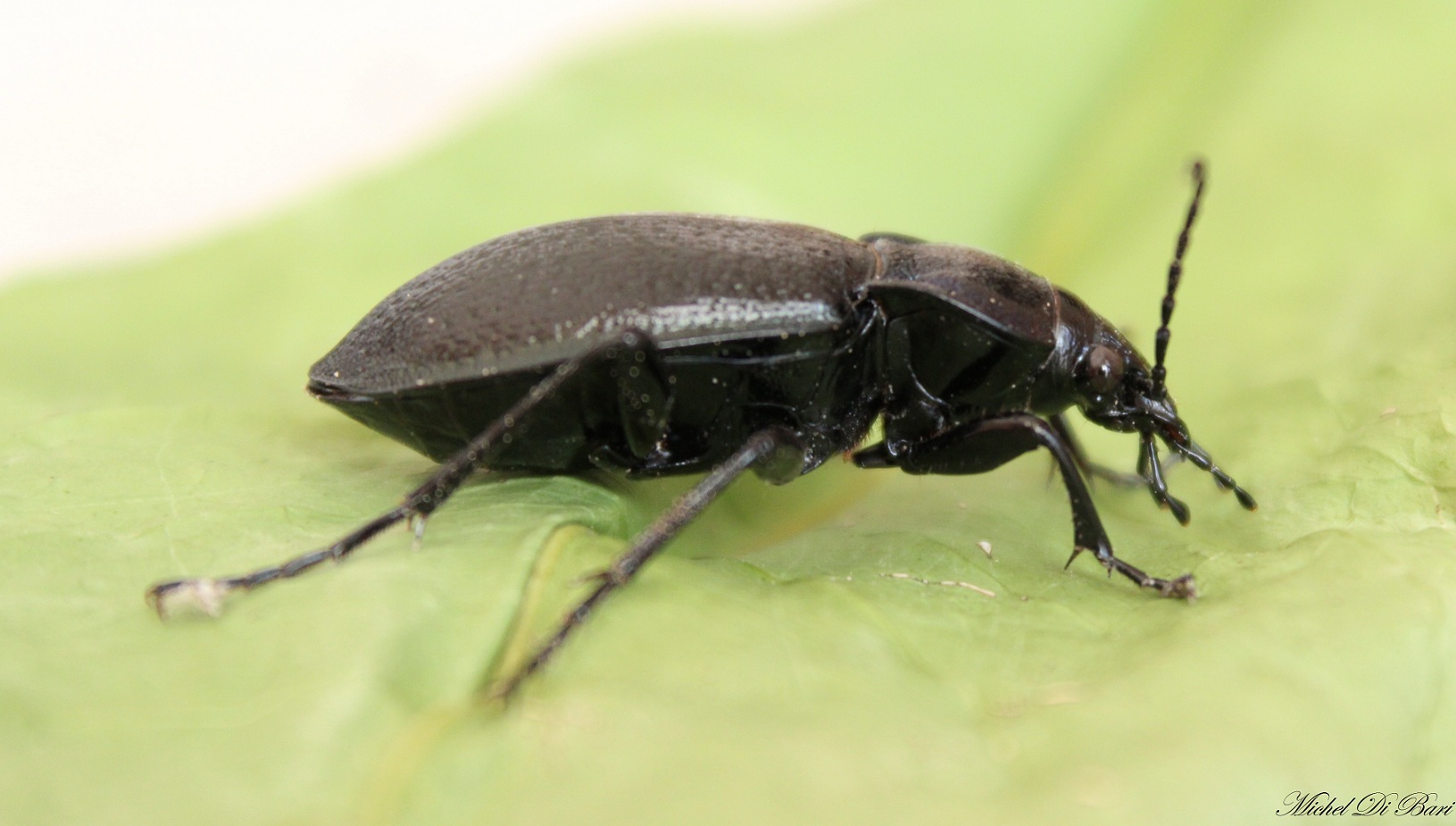 Carabus (Archicarabus) rossii Dejean