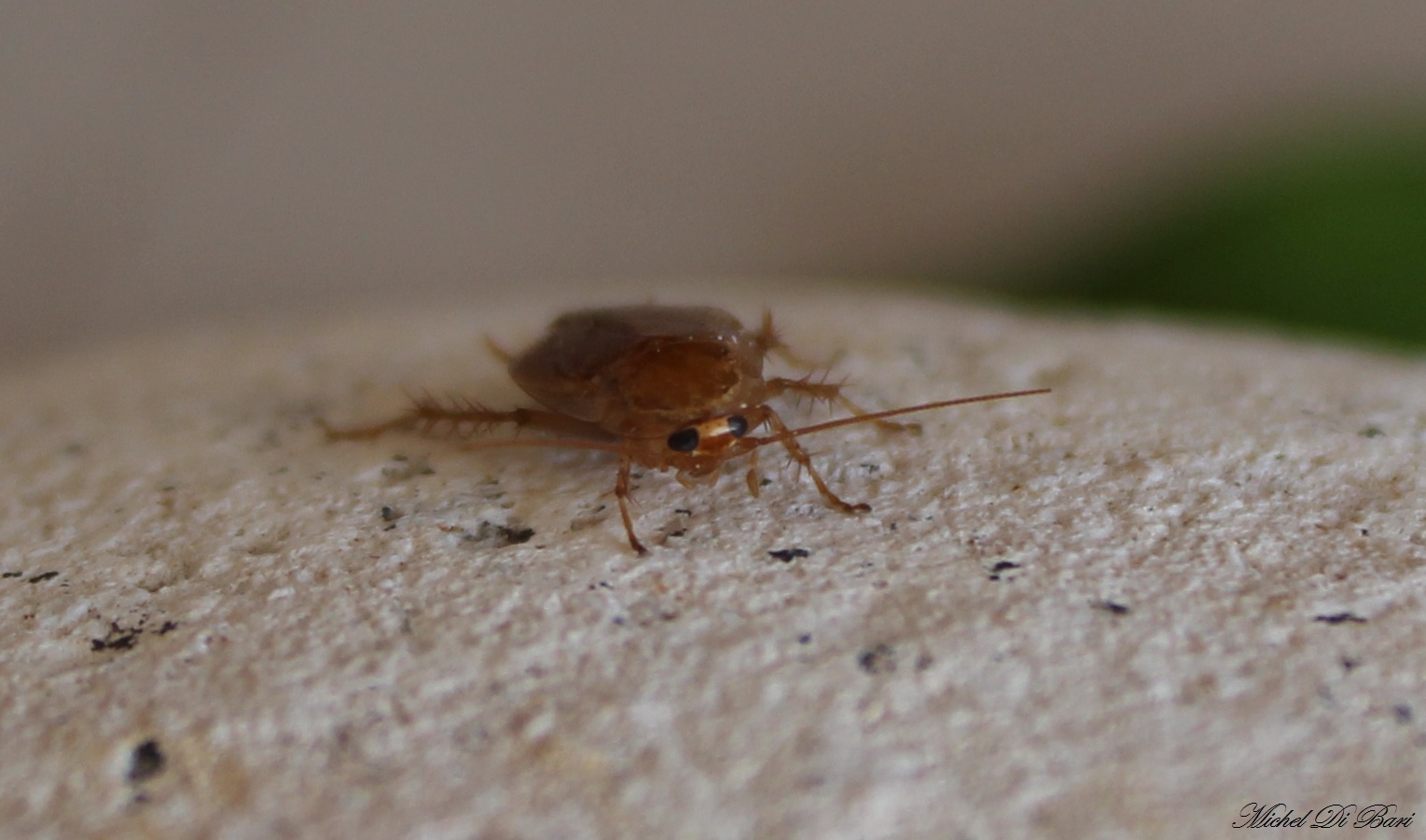 Ectobius sp.