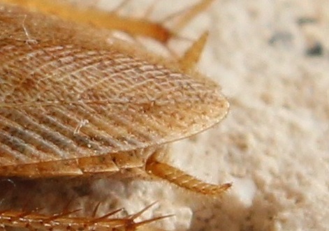 Ectobius sp.