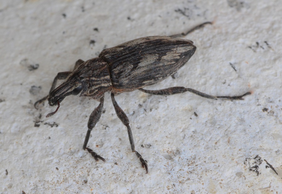 Conocleonus pseudobliquus, Curculionidae