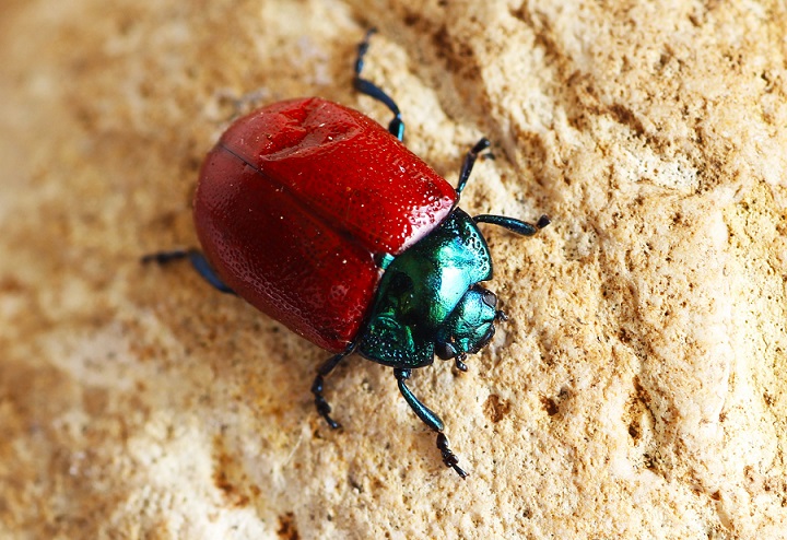 Chrysolina grossa (Chrysomelidae)