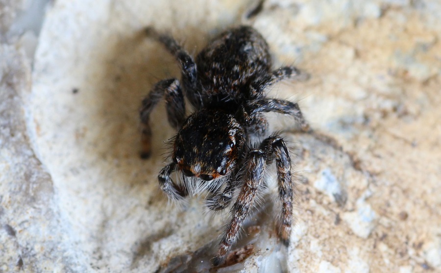 Philaeus chrysops  - Ruggiano Gargano (FG)